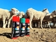 O marcador dos rebanhos animais de Plyfit não pulveriza nenhuma pintura à pistola de marcação dos carneiros da vaca do dano